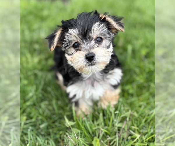 Medium Photo #1 Morkie Puppy For Sale in ROCK STREAM, NY, USA