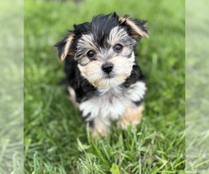 Morkie Puppy for sale in ROCK STREAM, NY, USA