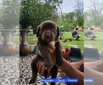 Small #3 Sheprador