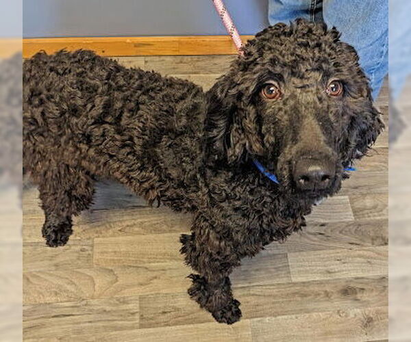 Medium Photo #2 Labradoodle Puppy For Sale in Minneapolis, MN, USA