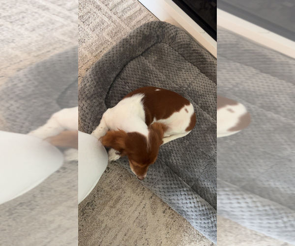 Medium Photo #4 Dachshund Puppy For Sale in HILLSBORO, KY, USA