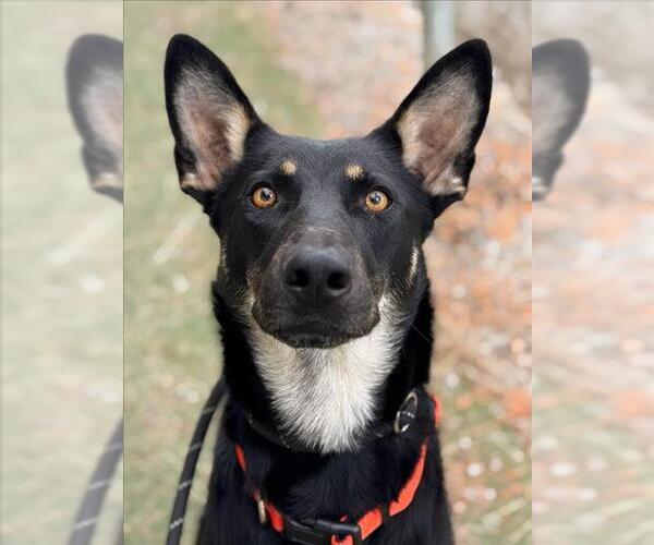 Medium Photo #1 Australian Kelpie-Unknown Mix Puppy For Sale in Woodland, CA, USA
