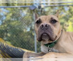 Small Photo #2 American French Bull Terrier Puppy For Sale in Sayreville, NJ, NJ, USA