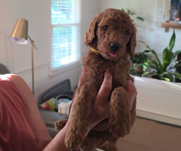 Medium Photo #6 Poodle (Standard) Puppy For Sale in ROCK HILL, SC, USA