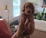 Small #5 Poodle (Standard)