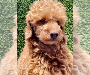 Father of the Goldendoodle-Poodle (Miniature) Mix puppies born on 07/24/2021