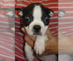Puppy Prince Boston Terrier