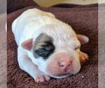 Small Photo #2 American Bulldog Puppy For Sale in MILLS RIVER, NC, USA