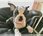 Small Photo #1 Boston Terrier Puppy For Sale in INTERCESSION CITY, FL, USA