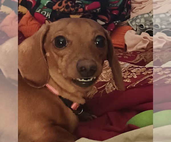 Medium Photo #1 Dachshund Puppy For Sale in PERRYVILLE, MO, USA