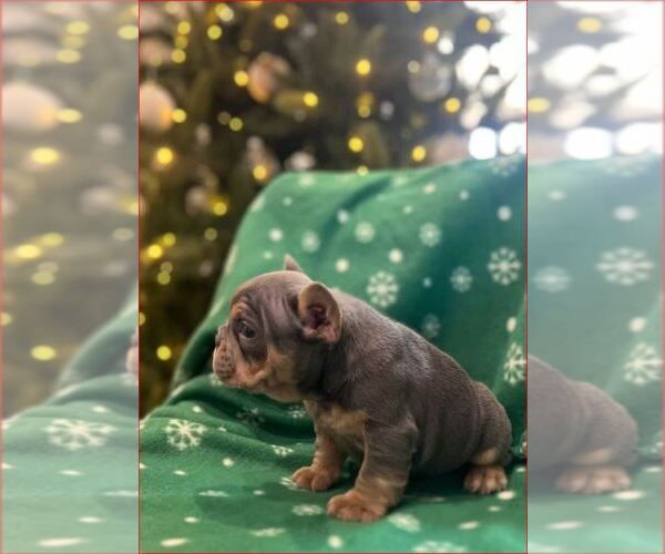 Medium Photo #3 French Bulldog Puppy For Sale in SACRAMENTO, CA, USA