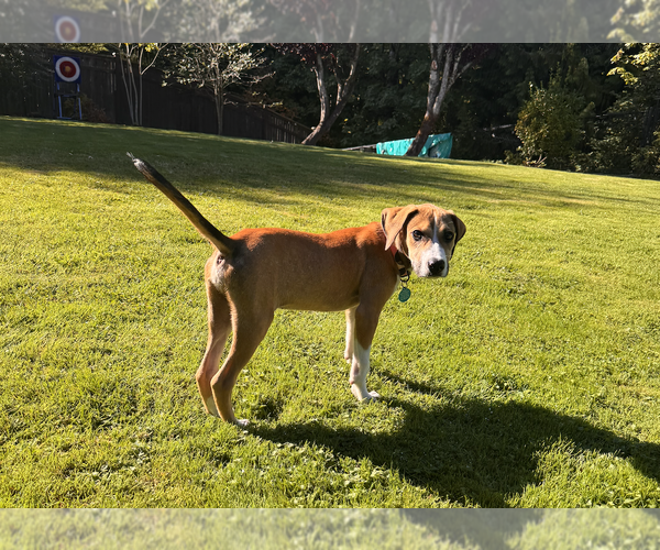 Medium Photo #3 Mutt Puppy For Sale in Bellevue, WA, USA