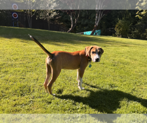 Boomer - Male Mutt Dog for Adoption - Photo #3