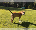 Small Photo #3 Mutt Puppy For Sale in Bellevue, WA, USA