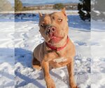 Small Photo #6 American Staffordshire Terrier-Bulldog Mix Puppy For Sale in Albuquerque, NM, USA