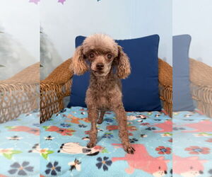 Poodle (Toy) Dogs for adoption in Pacolet, SC, USA