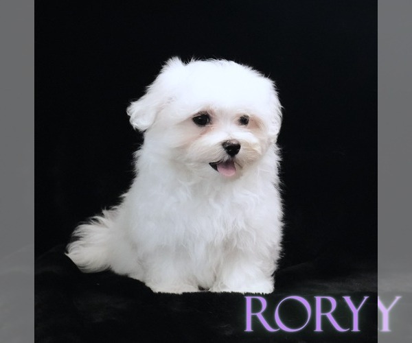 Medium Photo #4 Maltese Puppy For Sale in ROCK VALLEY, IA, USA