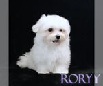 Small #3 Maltese