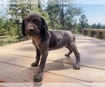 Small Photo #26 German Shorthaired Pointer Puppy For Sale in FLORISSANT, CO, USA