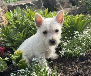 West Highland White Terrier Puppy for sale in CANOGA, NY, USA