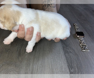 Beagle Puppy for sale in DIXON, MO, USA