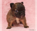 Small Photo #16 French Bulldog Puppy For Sale in WINNSBORO, TX, USA