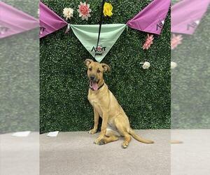 Shepradors Dogs for adoption in Grasswood, Saskatchewan, Canada