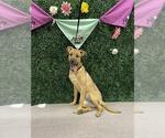 Small Shepradors
