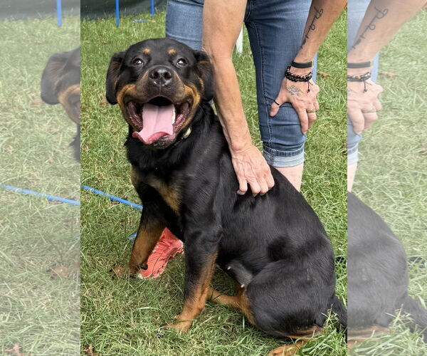 Medium Photo #3 Rottweiler Puppy For Sale in Mooresville, NC, USA