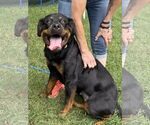 Small #2 Rottweiler