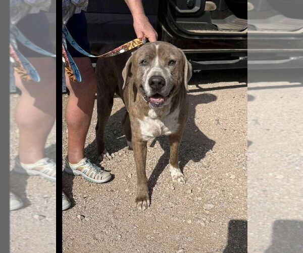 Medium Photo #1 American Pit Bull Terrier-Unknown Mix Puppy For Sale in New London, WI, USA