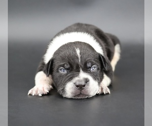 American Bully Puppy for sale in CHAMPAIGN, IL, USA