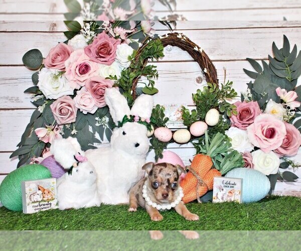 Medium Photo #25 Chihuahua Puppy For Sale in CHARLESTON, AR, USA