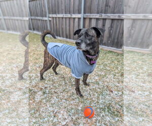 Boxer-Unknown Mix Dogs for adoption in Fort Worth, TX, USA