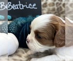 Small #2 Cavalier King Charles Spaniel