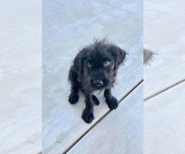 Medium Photo #2 Mutt Puppy For Sale in Corona, CA, USA
