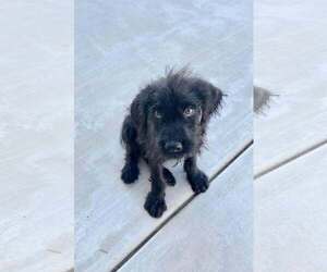 Ozzy - Male Mutt Dog for Adoption - Photo #2
