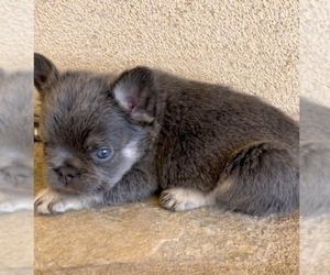Medium French Bulldog