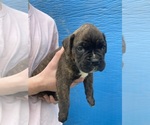 Small Photo #13 Boxer Puppy For Sale in LINTON, IN, USA