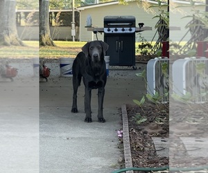 Father of the Labrador Retriever puppies born on 10/16/2025