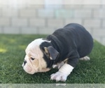 Small #2 English Bulldog