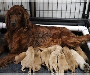 Mother of the Golden Irish puppies born on 04/06/2025