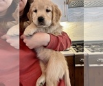 Small Photo #3 Golden Retriever Puppy For Sale in ATHOL, ID, USA