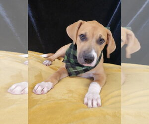 Dinky - Male Borador Dog for Adoption - Photo #2