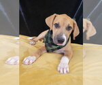 Small Photo #2 Borador Puppy For Sale in Mt. Laurel, NJ, USA