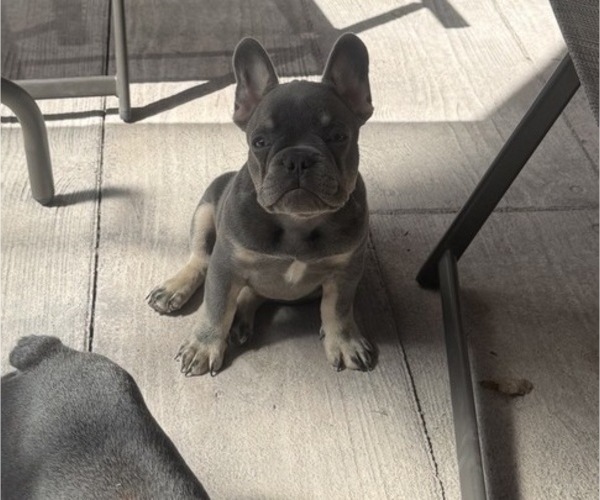 Medium Photo #1 French Bulldog Puppy For Sale in KALISPELL, MT, USA