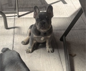 French Bulldog Puppy for sale in KALISPELL, MT, USA