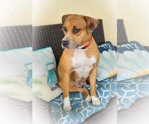 Peaches - F - Female Catahoula Leopard Dog-Unknown Mix Dog for Adoption - Photo #7