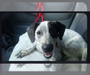 Pointer-Unknown Mix Dogs for adoption in Winston Salem, NC, USA