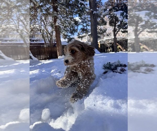 Medium Photo #1 Bernedoodle Puppy For Sale in GOLDEN, CO, USA